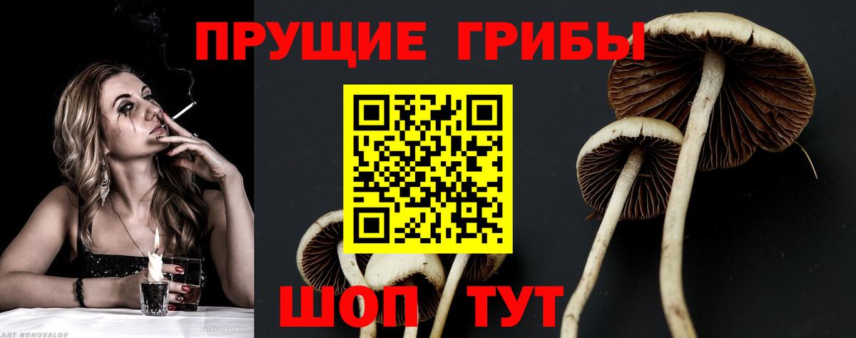 Псилоцибиновые грибы Psilocybine cubensis Новоуральск
